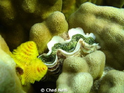 A clam wedged itself into some coral with the Christmas t... by Chad Natti 